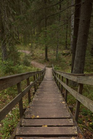 Pasarela de madera en el bosque en otoño con hojas en el suelo, Parque Nacional Nuuksio, Espoo, Finlandia.