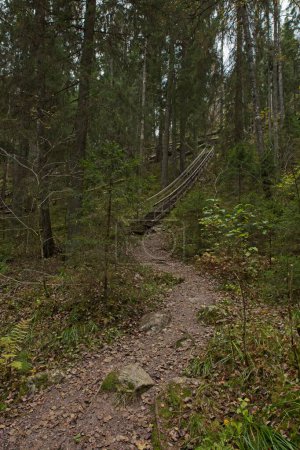 Pasarela de madera en el bosque en otoño con hojas en el suelo, Parque Nacional Nuuksio, Espoo, Finlandia.