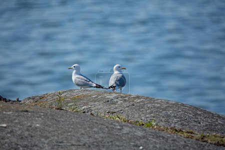 Two common gulls (Larus canus)on rock with sea in background.