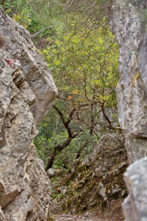 Trees surrounded by rocks in daylight in spring, Seven Springs, Rhodes, Greece.