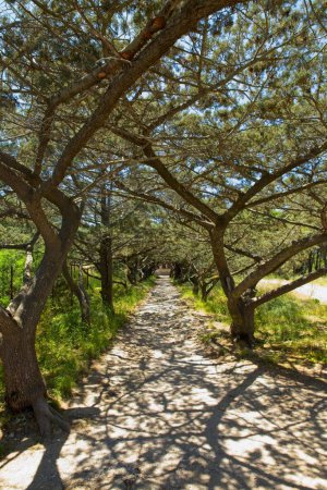 Path surrounded by trees with clear sky in spring, Mount Filerimos, Rhodes, Greece.