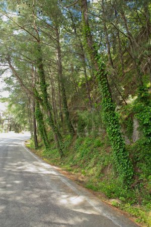 Route vers une montagne avec forêt autour au printemps au Mont Filerimos, Rhodes, Grèce.