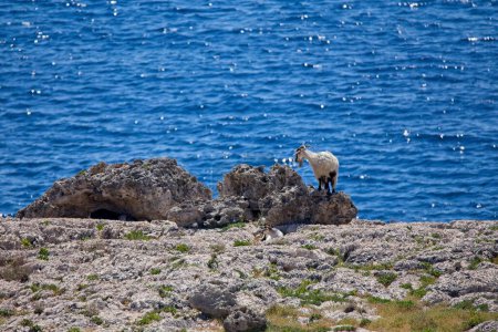 Landscape view of seashore at Kolymbya in sunny weather with a goat, Rhodes, Greece.