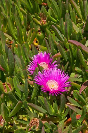 Closeup of carpobrotus succulent plant with pink flowers, Kolymbia, Rhodes, Greece.