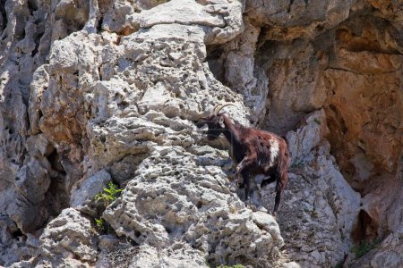 Goat at Kolymbia Rock in sunny spring weather, Kolymbia, Rhodes, Greece.