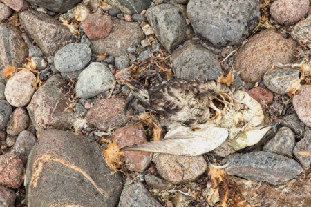 Dead bird at rocky seashore.