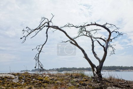 Dead tree on seashore on the island of Soskar in cloudy summer weather, Nauvo, Finland.
