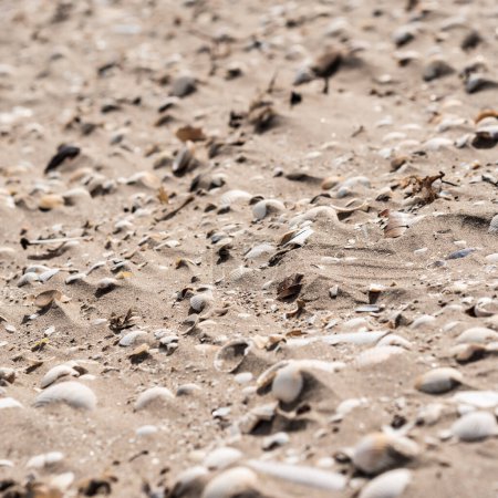 Téléchargez les photos : Plage de sable brun avec coquillages et pierres - en image libre de droit
