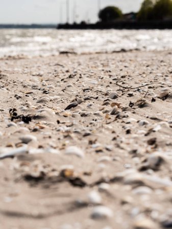 Téléchargez les photos : Plage de sable brun avec coquillages et pierres par une journée ensoleillée - en image libre de droit