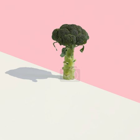 Foto de Una cabeza de brócoli floreciente de pie sobre un fondo beige y rosa. Copiar espacio. Concepto mínimo de dieta saludable. - Imagen libre de derechos