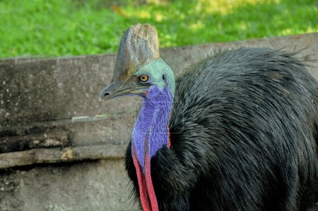 Photo for Cassowary showing up her beauty - Royalty Free Image