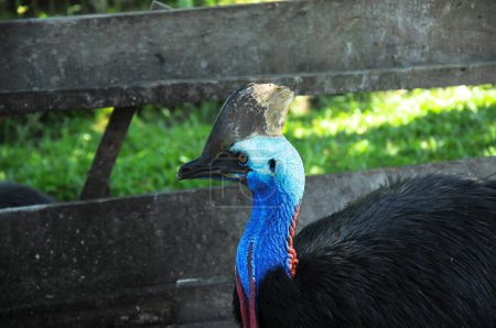 Photo for Cassowary showing up her beauty - Royalty Free Image