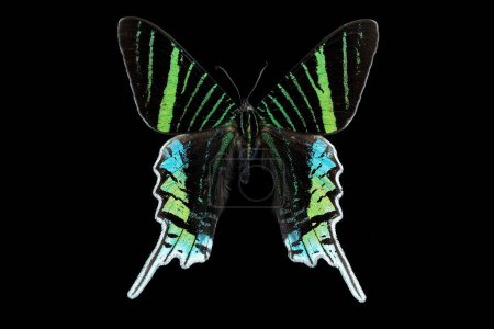 Green banded urania moth