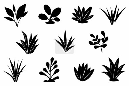 Set Of Succulent Plant Outline Vector Illustration On White Background