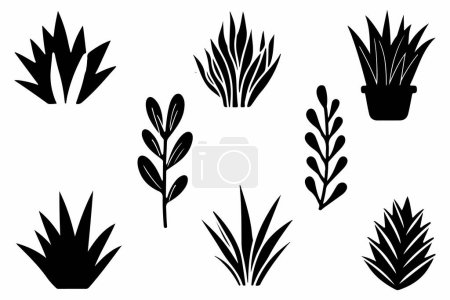 Set Of Succulent Plant Outline Vector Illustration On White Background