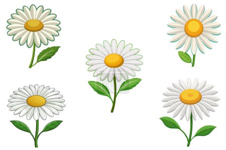 Fleurs de marguerite ensemble vectoriel illustration de conception