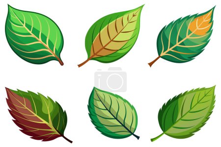 Photo for Leaf stock set vector design illustration - Royalty Free Image