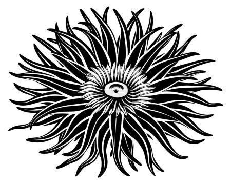 Anemone Outline Vector illustration