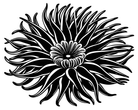 Anemone Outline Vector illustration
