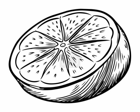 Illustration for Hand drawn sketch doodle of a lemon or lime - Royalty Free Image