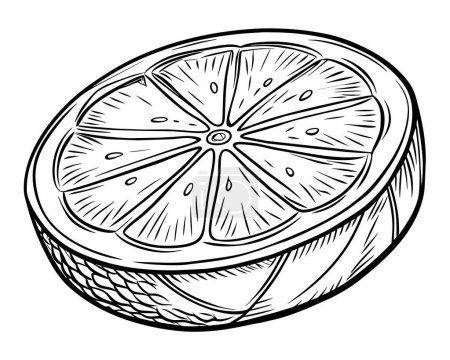 Illustration for Hand drawn sketch doodle of a lemon or lime - Royalty Free Image
