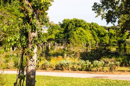 Wunderschöner El Parque de Servantes mit Rosengärten, Park Servantes in Barcelona, Spanien