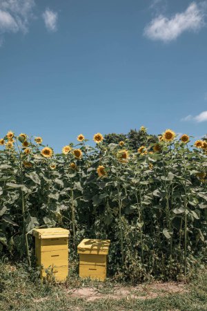 Deux ruches d'abeilles jaunes fabriquées par l'homme au milieu d'un champ de tournesol rempli de bourdons lors d'une magnifique journée d'été - photo portrait