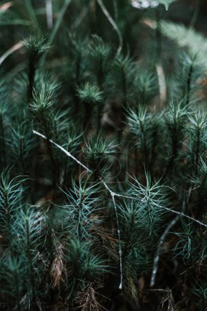 Des chuchotements printaniers, un nouveau départ et de nouveaux départs pour cette future forêt. Enchanteur de pins arbustes sempervirents, vert orangé, germination de la vie, un nouveau départ sur le sol de la forêt de brousse de Nouvelle-Zélande.