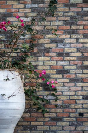 Outdoor urban oasis sanctuary retreat decor: Bougainvillea flowering plant in a large white ceramic pot against a multi-colored brick wall background.