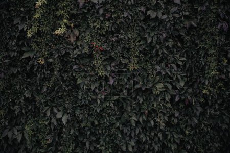 Cascade feuillue, toile de fond verdoyante natures rideau - un mur de béton recouvert de feuillage luxuriant, sauvage, plantes grimpantes vignes dans la jungle urbaine. Un mur de vert - éco-responsable, aménagement paysager durable.