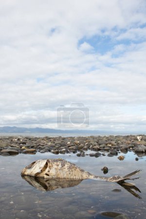 Mortalité réfléchie - poissons morts dans un rockpool près de l'océan.