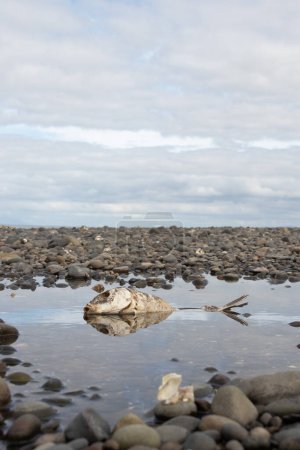 Sterblichkeit spiegelt sich wider - tote Fische in einem Steinpool neben dem Ozean.