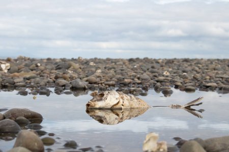 Téléchargez les photos : Mortalité réfléchie - poissons morts dans un rockpool près de l'océan. - en image libre de droit