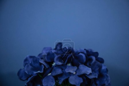 Lebendige künstliche blaue Hortensienblüte vor kobaltblauem Hintergrund.