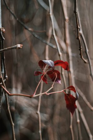 Foto de Susurros de la naturaleza, ecos del Otoño, las últimas hojas rojas solitarias en el escalador estéril resistiendo el frío invierno. - Imagen libre de derechos