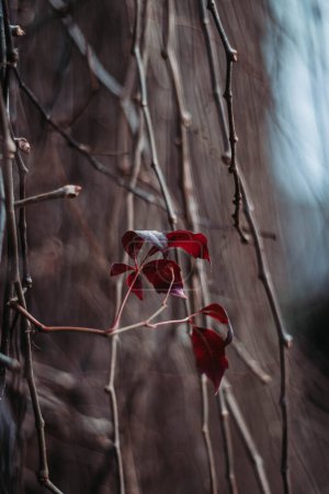 Foto de Susurros de la naturaleza, ecos del Otoño, las últimas hojas rojas solitarias en el escalador estéril resistiendo el frío invierno. - Imagen libre de derechos