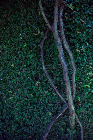 Laubkaskade, naturbelassene Vorhangkulisse - eine Betonwand, überwachsen mit üppigem Laub, wilde, botanische Kletterreben im Großstadtdschungel. Eine Mauer aus Grün - umweltbewusste, nachhaltige Landschaftsplanung.