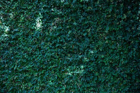 Cascade feuillue, toile de fond verdoyante natures rideau - un mur de béton recouvert de feuillage luxuriant, sauvage, plantes grimpantes vignes dans la jungle urbaine. Un mur de vert - éco-responsable, aménagement paysager durable.