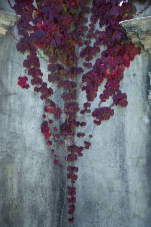Foto de Ecos de Otoño, la enredadera roja desciende por la pared de hormigón en los últimos días de la temporada. - Imagen libre de derechos