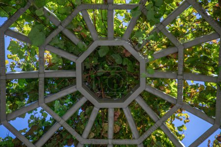 Embracing Nature's Canopy in the Heart of the Garden