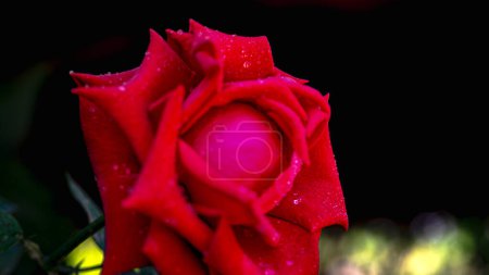 Una imagen de una rosa con pequeñas gotitas de agua aferradas a los brotes de flores rojas.