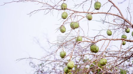 The fresh green fruits of many Aegle marmelos herb plants are found on leafless stems and branches in the dry season.
