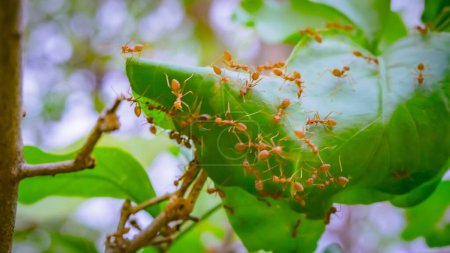 Téléchargez les photos : Oecophylla smaragdina, Formicidae, Les fourmis rouges aident à construire des nids sur les feuilles vertes - en image libre de droit