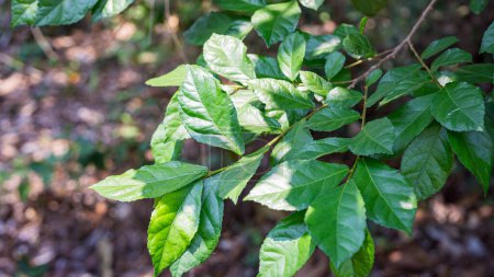 Merkmale der grünen Blätter von Heilpflanzen: Siamesischer rauer Strauch, Zahnbürstenbaum, Streblus asper Lour.