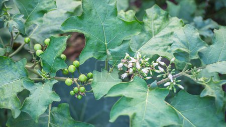 Caractéristiques de la tige, des feuilles, des fruits verts et des fleurs blanches de la plante médicinale Turkey berry, Solanum torvum.