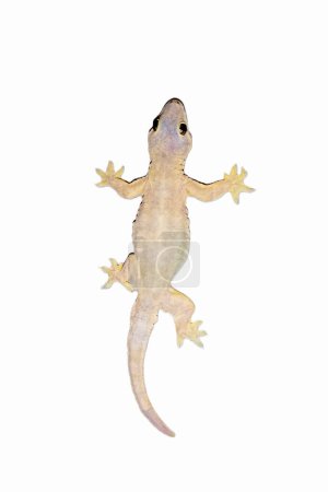 flat-tailed house gecko, Hemidactylus platyurus, white crate background, isolated