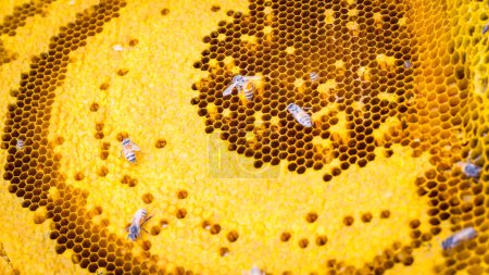 Foto de La aparición de una colmena que contenga larvas de abejas después de que los agricultores hayan cosechado el producto. - Imagen libre de derechos