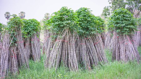 Cassava-Pflanzen, die Bauern während der Vegetationsperiode anpflanzen.