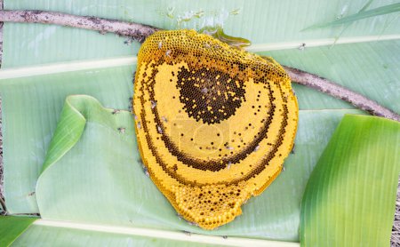 The appearance of a bee hive containing bee larvae after farmers have harvested the product.