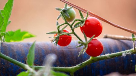 Tomate Lycopersicon esculentum Mill. Zweige, Blätter, grüne Früchte und leuchtend rote reife Früchte in der Natur